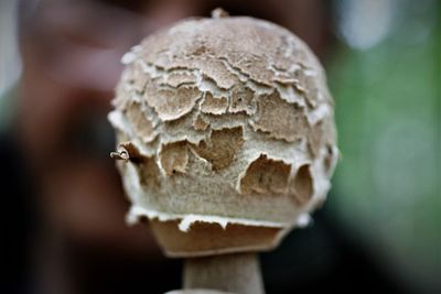 Close-up of mushroom