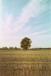 Single tree view after harvest on the field