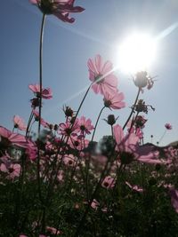 Close-up of pink flowering plant against sky