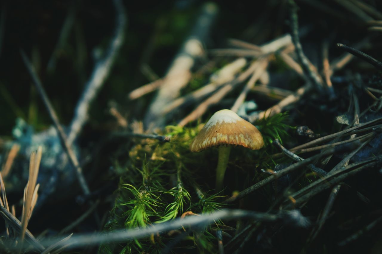 CLOSE-UP OF MUSHROOMS ON FIELD