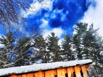 Low angle view of trees against sky during winter