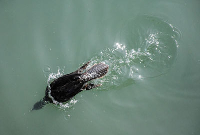 High angle view of bird in sea