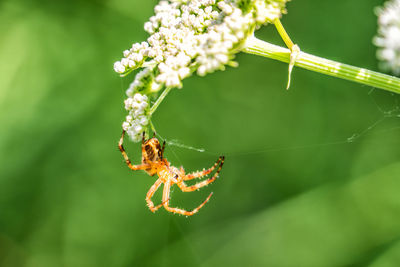 Close-up of insect on flower