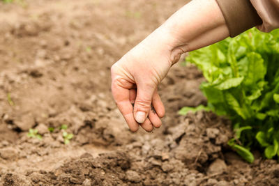 Cropped hand of person planting sapling
