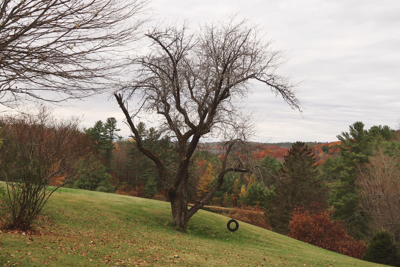 TREES GROWING ON FIELD AGAINST SKY