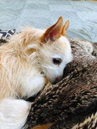 High angle view of animal resting