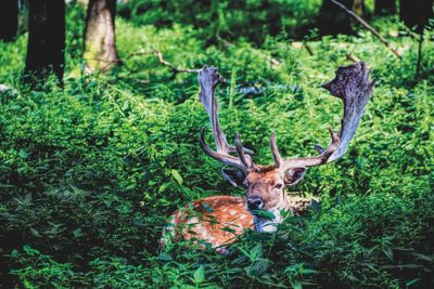 Deer hiding  in the fores