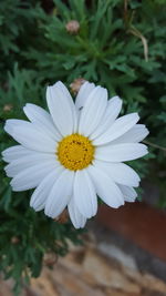 Close-up of white daisy blooming outdoors