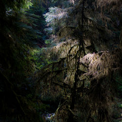 View of trees in forest