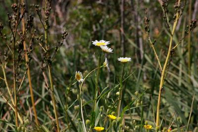 Close-up of white flowering plant on field