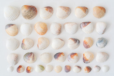 shell
