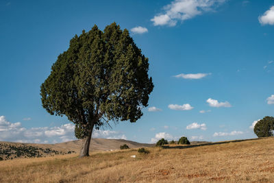 Tree on field against sky