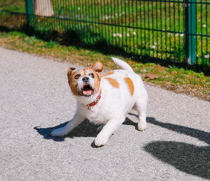 A small jack russell terrier dog walking with his owner in a city alley. outdoor pets