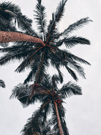 Low angle view of palm tree against sky