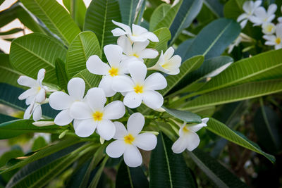 Close-up of white flowering plant