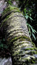 Close-up of moss growing on tree trunk