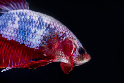 Close-up of fish swimming in aquarium