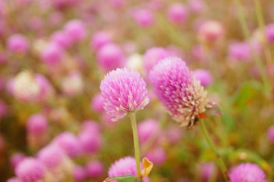 Close-up of pink flowers on field