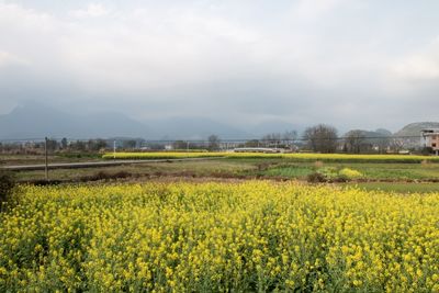 landscape