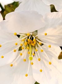 Close-up of white flowering plant