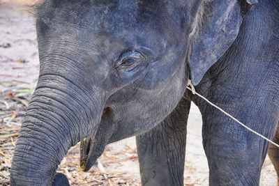 Baby elephant, elephas maximus, rescued, healing, close up view herbivorous phuket thailand asia