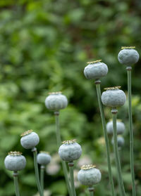 Close-up of poppy buds