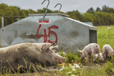 Close-up of pig in pen