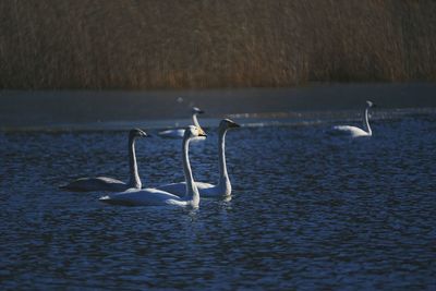 Swans swimming in lake