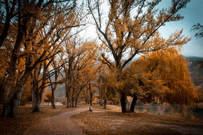 Trees in park during autumn