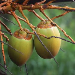 Close-up of fruits hanging on tree