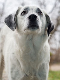 Close-up portrait of dog