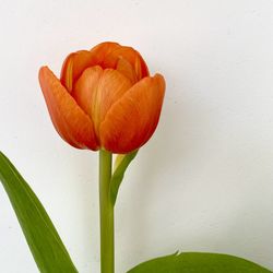 Close-up of orange rose against white background