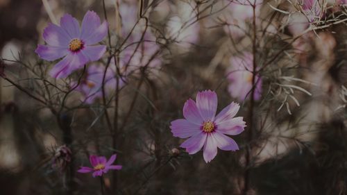 Close-up of pink cosmos flowers
