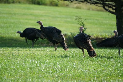 Turkeys on grassy field