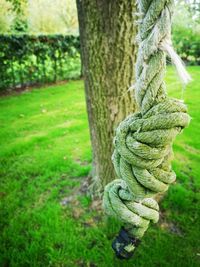 Close-up of rope tied on tree trunk