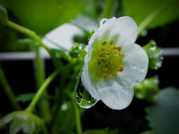 Close-up of white flowers