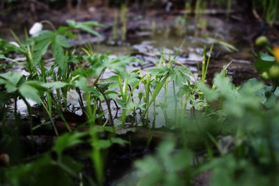 Close-up of plants