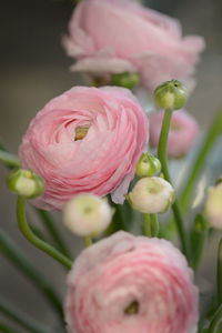 Close-up of pink flowers blooming outdoors