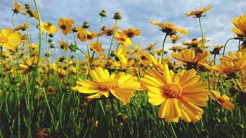 Close-up of yellow flower blooming in field