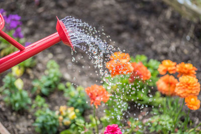 Close-up of red flowers in water