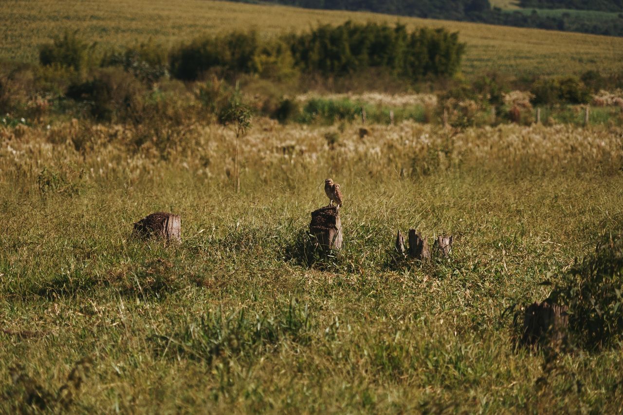 PEOPLE IN FIELD