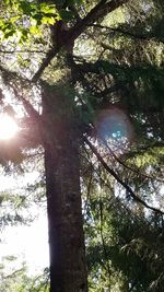 Low angle view of trees