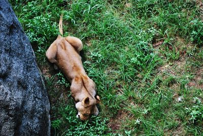 Dog on field