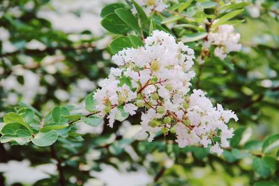 Apple blossoms in spring