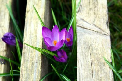 Close-up of purple flower