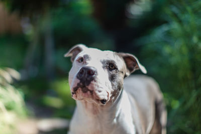 Close-up portrait of a dog