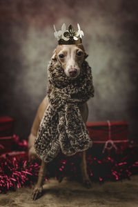 Dog wearing warm clothes while siting by gifts during christmas