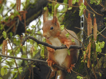 Close-up of squirrel on tree in forest