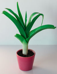 Close-up of potted plant on table against white background