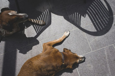 High angle view of dogs sleeping on ground